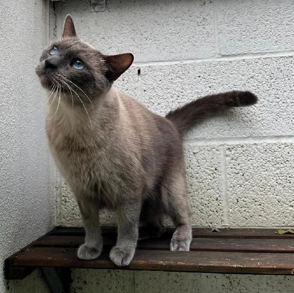 BLU  MICIO SIAMESE Foto 6